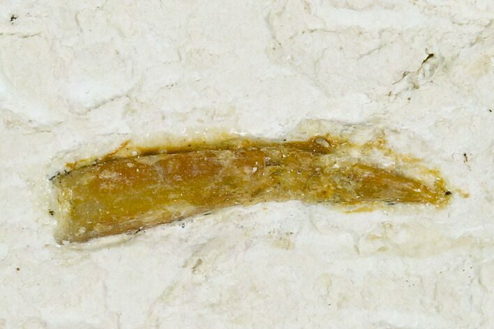 Pterosaur (Rhamphorhynchus?) Tooth - Solnhofen Limestone, Germany #129360